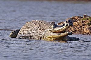 Gharial (Gavialis gangeticus) male.jpg