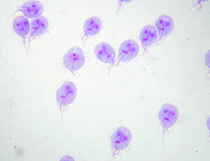 Giardia trophozoites Giemsa