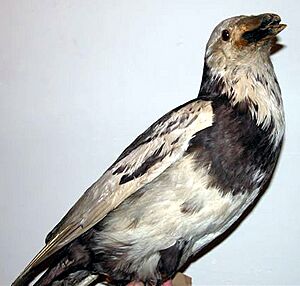 Image-Pied Raven Hvidbroget ravn.jpg