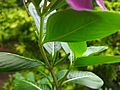 Immature seeds of Madagascar periwinkle