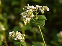 Japanese Buckwheat Flower