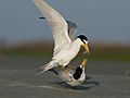 Least Tern (Sternula antillarum) RWD3