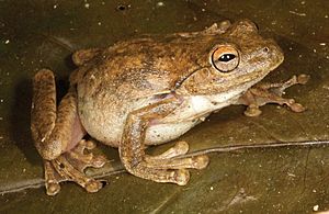 Litoria everetti.jpg