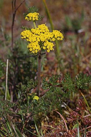 Lomatium utriculatum 6416.JPG