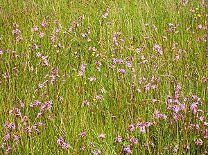 Lychnis flos-cuculi Eglinton