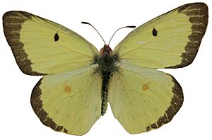 Male Clouded Sulphur Megan McCarty40.jpg