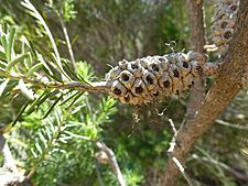 Melaleuca calothamnoides (fruits)