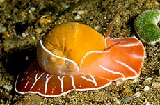 Moon Snail cropped