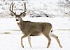 Mule buck elk creek m myatt (5489214303).jpg