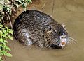 Myocastor coypus qtl3.jpg