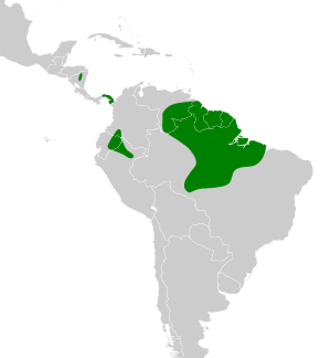 Myrmornis torquata map.svg