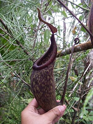 Nepenthes rigidifolia2