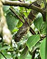 Northern Water Snake - close up