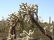 Opuntia fulgida 1 - Desert Botanical Garden.jpg