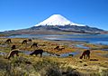 Parinacota volcano