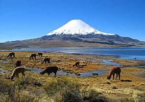 Parinacota volcano.jpg