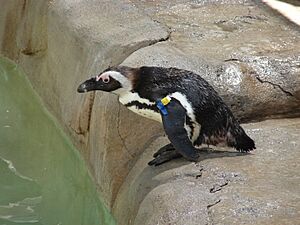 Penguin, Hogle Zoo, Jul 09