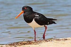 Pied Oystercatcher on beach.jpg