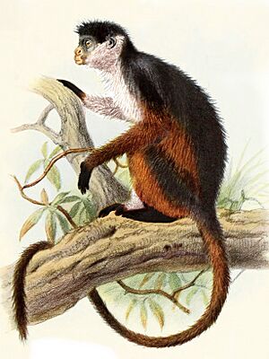 Piliocolobus pennantii.jpg