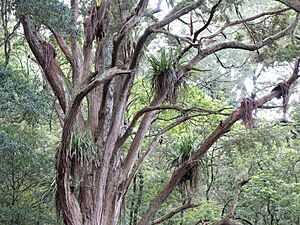 Podocarpus totara at Fernbank Escarpment