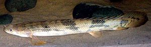 Polypterus endlicheri endlicheri