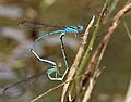 Pseudagrion malabaricum mating