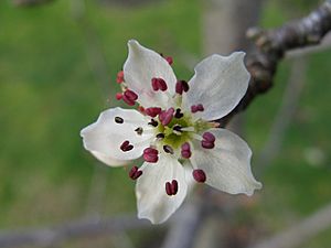 Pyrus nivalis flower