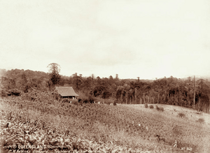 Queensland State Archives 2390 C M Nothlings vineyard and shingle roof cottage at Teutoberg Blackall Range c 1899