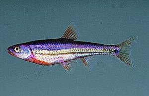 Rainbow Shiner.jpg