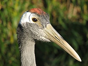 Red-crowned Crane head