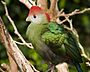 RedcrestedTuraco.jpg