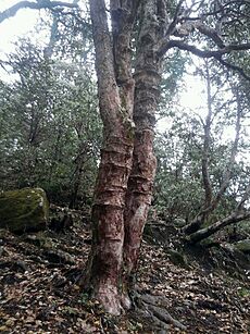 Rhododendron rings