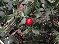 Ruscus aculeatus 2 RF