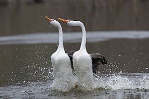 Rushing Clark's Grebes