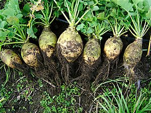 Rutabaga, variety nadmorska.JPG