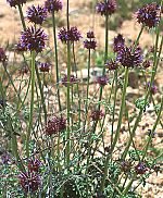 Salvia columbariae.jpg