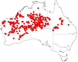 Scaevola parvifolia DistMap53.png