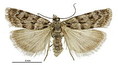 Scoparia nomeutis female.jpg