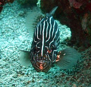 Sixstriped soapfish grammistes sexlineatus