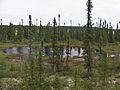 Small lake in the depths of the taïga