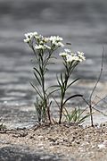 Solidago ptarmicoides 5474315