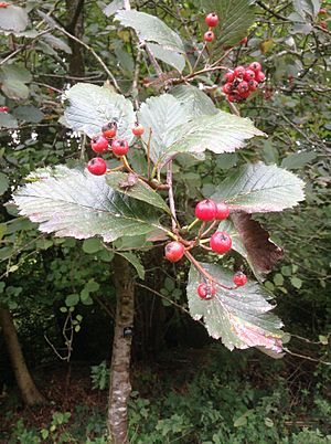 Sorbus anglica 24126626.jpg