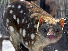 SpottedQuoll 2005 SeanMcClean