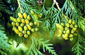 Thuja occidentalis.jpg