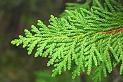 Thuja occidentalis foliage Wisconsin