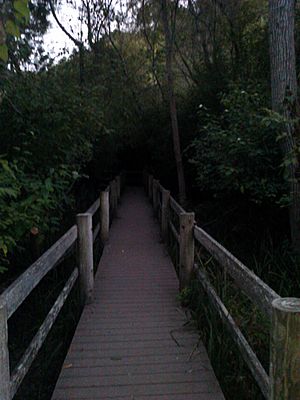 Tilden Regional Park boardwalk