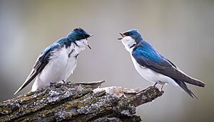 Tree Swallows - Minneapolis Minnesota - Birds Calling