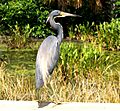 Tri-colored Heron