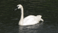 Trumpeter swan (50827591892)