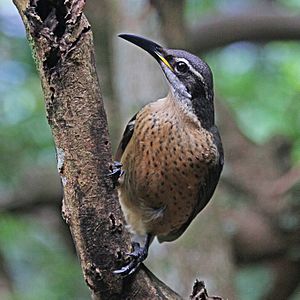 Victoria's Riflebird (f) JCB